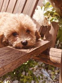 Maltipoo 2 mesi disponibile