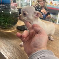 Cuccioli di chiwawa messicano