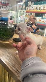 Cuccioli di chiwawa messicano