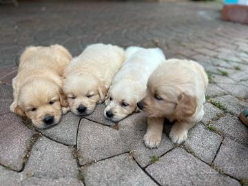 Cucciolo di Golden Retriever