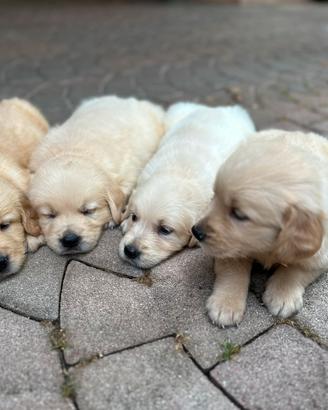 Cucciolo di Golden Retriever