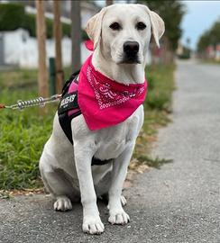 Labrador