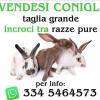 Conigli incroci con razze originali