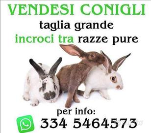 Conigli incroci con razze originali