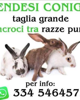 Conigli incroci con razze originali