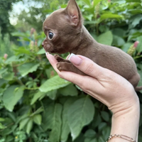 Cuccioli di chihuahua disponibili