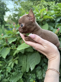 Cuccioli di chihuahua disponibili