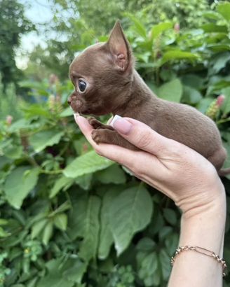 Cuccioli di chihuahua disponibili