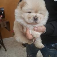 Chow chow