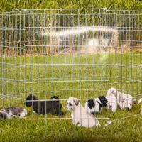 Recinto per cani in acciaio uso interno ed esterno