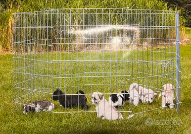 Recinto per cani in acciaio uso interno ed esterno