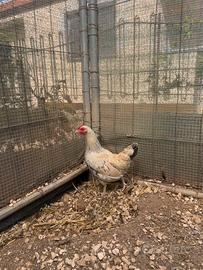 Coppia gallo e gallina francesina