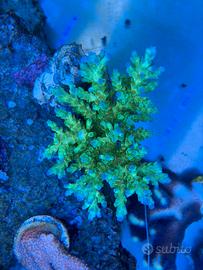 Coralli acquario marino