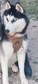 Husky per monta