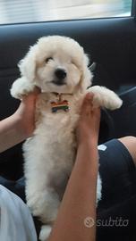 Cucciolo maltipoo