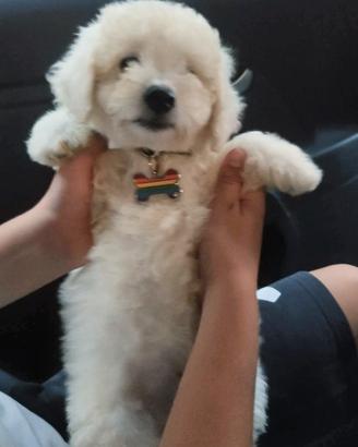 Cucciolo maltipoo