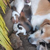 Incrocio jack russel