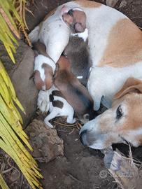 Incrocio jack russel