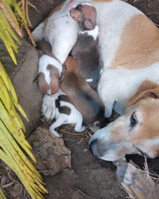Incrocio jack russel