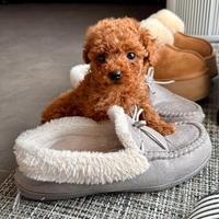 Cuccioli di barboncini Toy