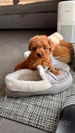 Cuccioli di barboncini Toy