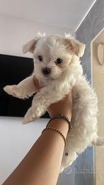 Cuccioli di maltese