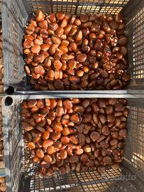 castagne marroni 
