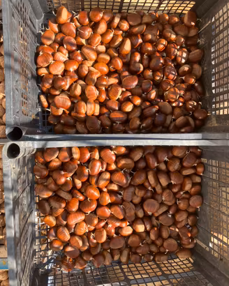 castagne marroni 