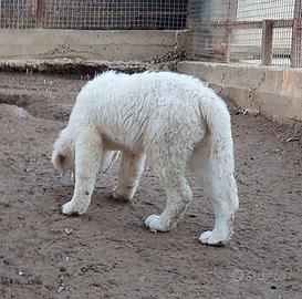 Cucciolo maschio pastore abruzzese 
