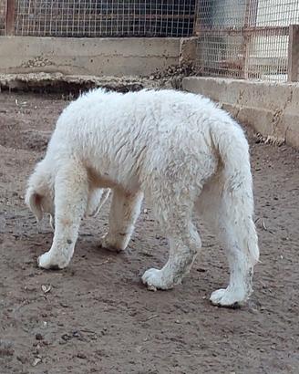 Cucciolo maschio pastore abruzzese 