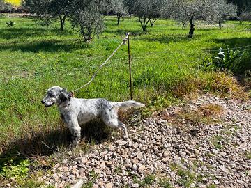 Setter inglese pedigree