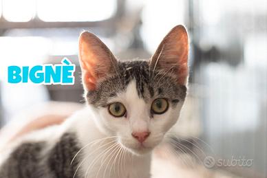 Bignè gattino biancogrigio di 4 mesi