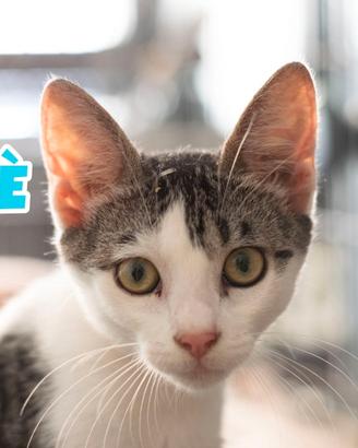 Bignè gattino biancogrigio di 4 mesi