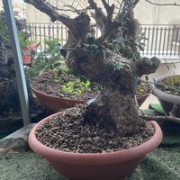 Bonsai olivastro