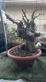 Bonsai olivastro