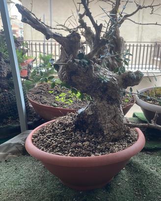 Bonsai olivastro