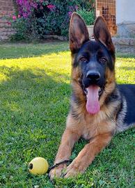 Cucciolo pastore tedesco