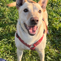 TEO 5 anni è un cane allegro, affettuoso