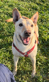 TEO 5 anni è un cane allegro, affettuoso