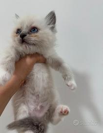 Ragdoll disponibile