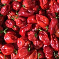 habanero 1 kg