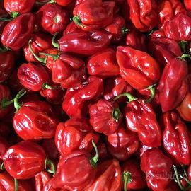 habanero 1 kg