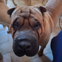 Sharpei maschio