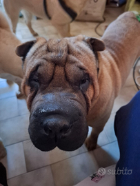 Sharpei maschio