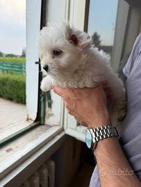 Maltese