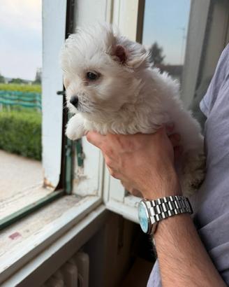 Maltese