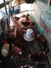Galline Isa brown