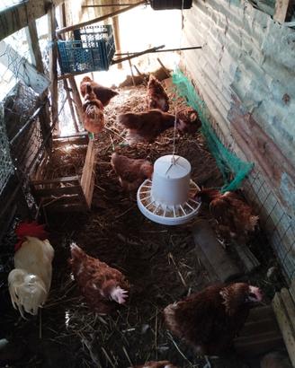 Galline Isa brown
