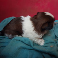 Cane Maschio Shihtzu
