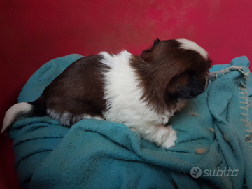 Cane Maschio Shihtzu